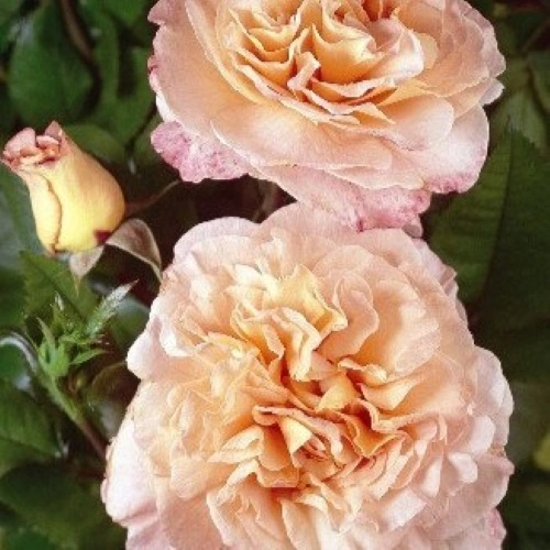 Rosa 'Rachel' 4.5L