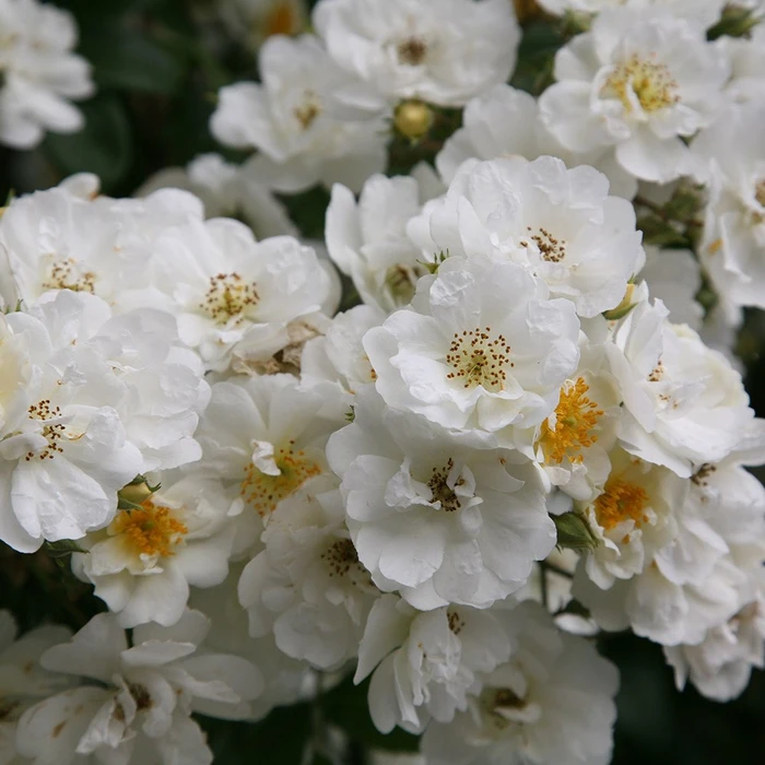 Rosa 'Rambling Rector' 4.5L