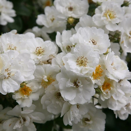 Rosa 'Rambling Rector' 4.5L