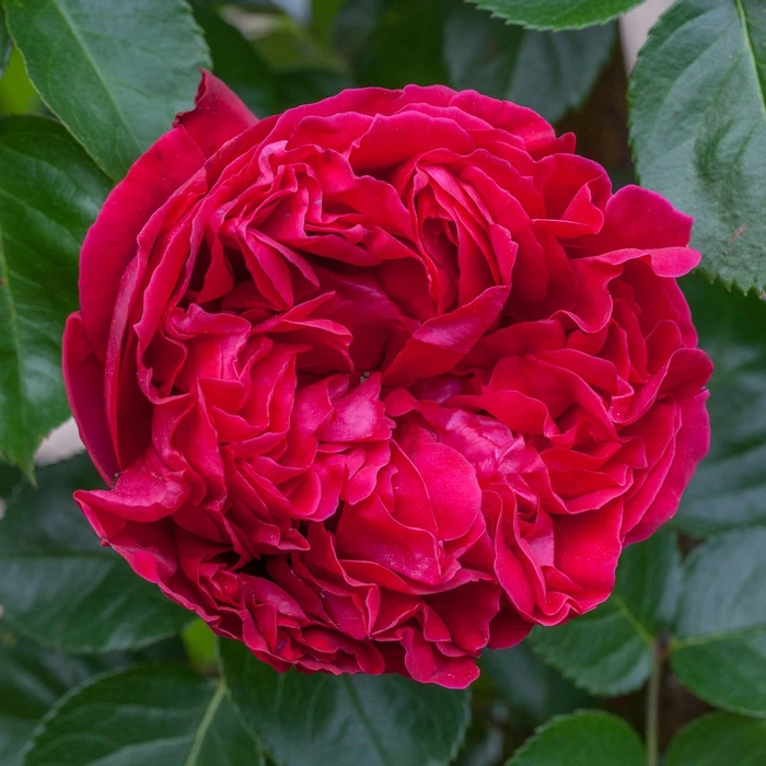 Rosa 'Red Eden' 4.5L