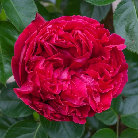 Rosa 'Red Eden' 4.5L