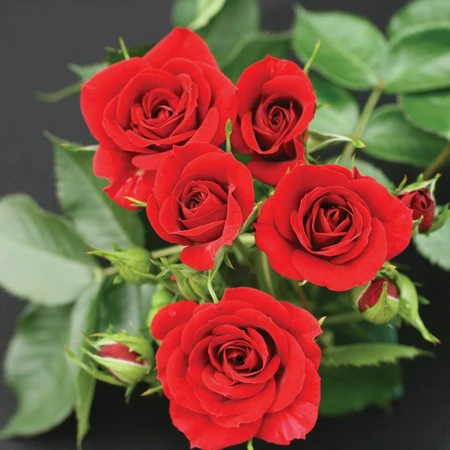 Rosa 'Red Rascal' 3L