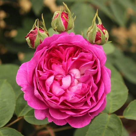 Rosa 'Reine des Violettes' 5L