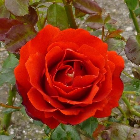 Rosa 'Remembrance' 4.5L