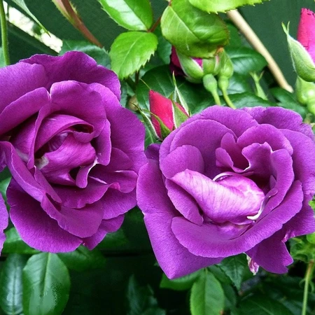 Rosa 'Rhapsody In Blue' 4.5L ROTY 2002