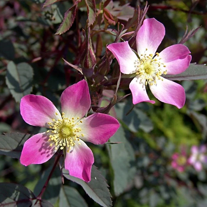 Rosa Rubrifolia SHR 5L