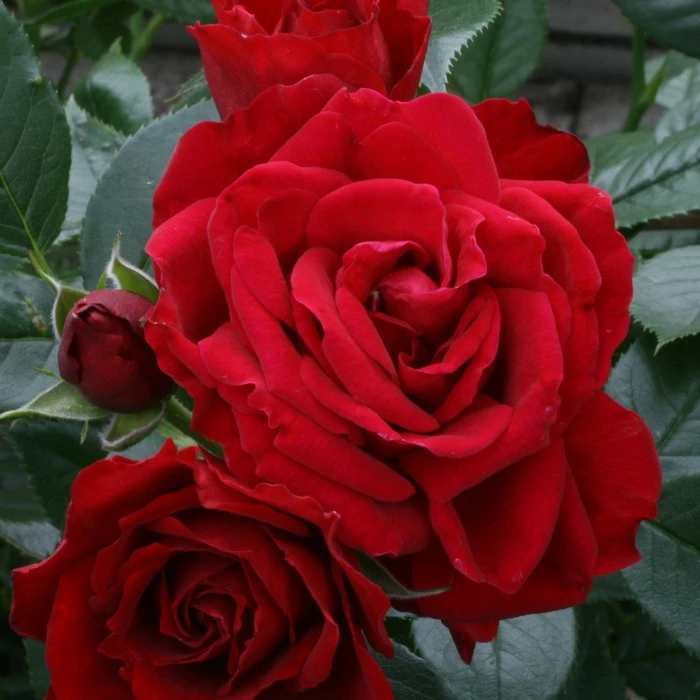Rosa 'Ruby Anniversary' 4.5L