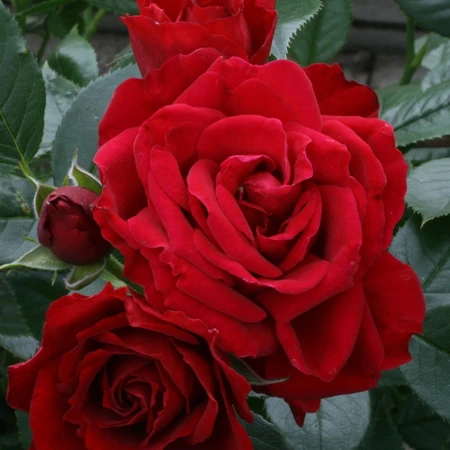Rosa 'Ruby Anniversary' 4.5L