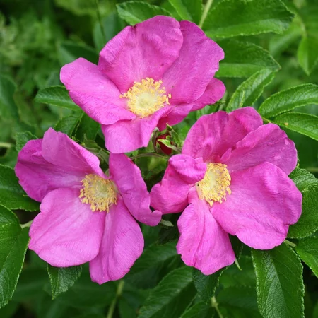 Rosa Rugosa Rubra SHR 5L