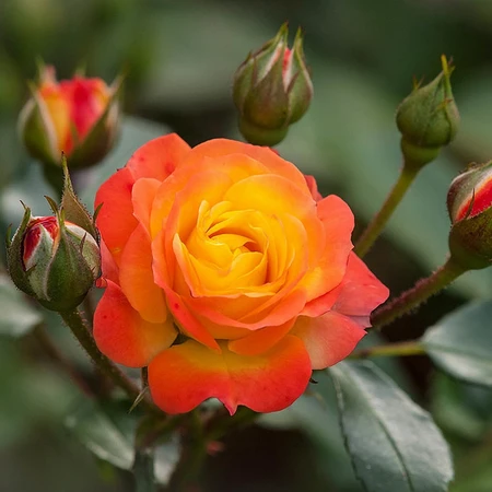 Rosa 'Rumba' 4.5L