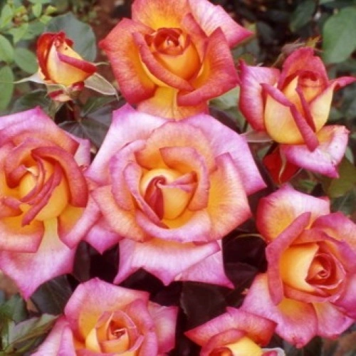 Rosa 'Sheila's Perfume' 4.5L