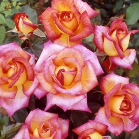 Rosa 'Sheila's Perfume' 4.5L
