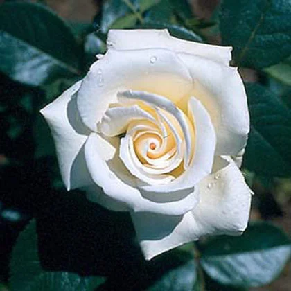 Rosa 'Silver Anniversary' 5L