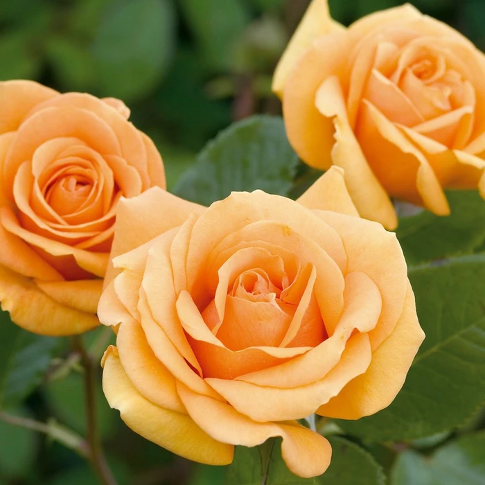 Rosa 'Simply The Best' 4.5L ROTY 2002