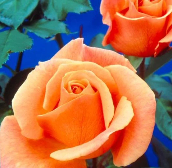 Rosa 'Special Occasion' 5L