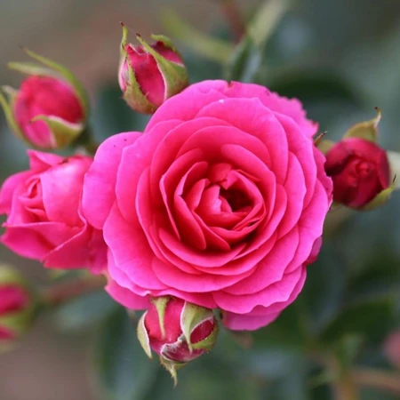Rosa 'Starlight Express' 4.5L