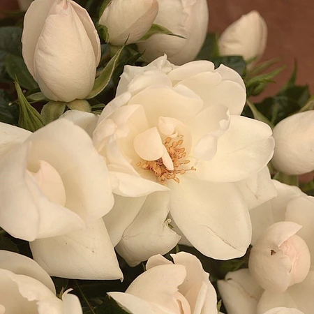 Rosa 'Starlight Symphony' ROTY 2019 4.5L