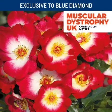 Rosa Stronger Together CHAR FL 4.5L