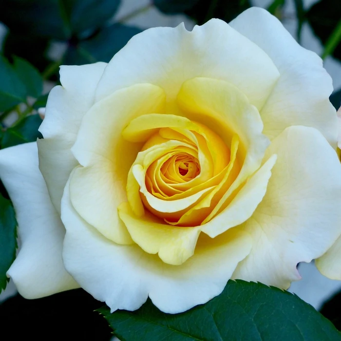 Rosa 'Sunny Sky' 4.5L