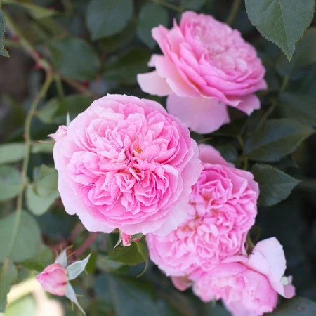 Rosa 'Sunset Isle' 4.5L