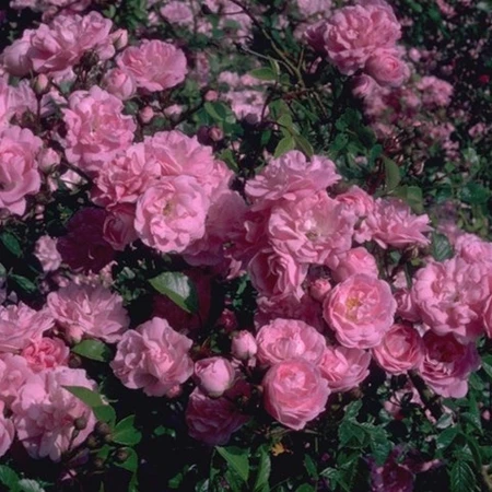 Rosa 'Super Fairy' 4.5L