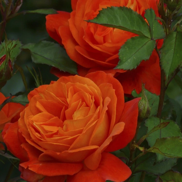 Rosa 'Super Trouper' 4.5L