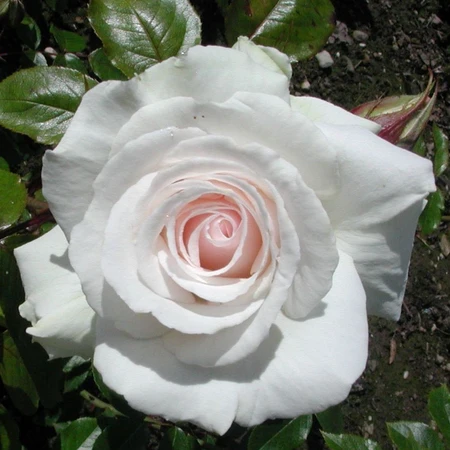 Rosa 'Swan Lake' 4.5L