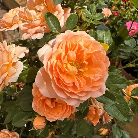 Rosa 'Sweet Dream' 3L