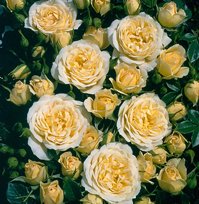 Rosa 'Sweet Memories' 4.5L