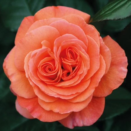 Tatton FL 5L