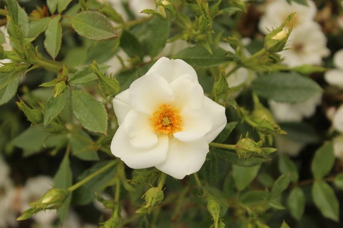 Rosa 'Teardrop' 3L