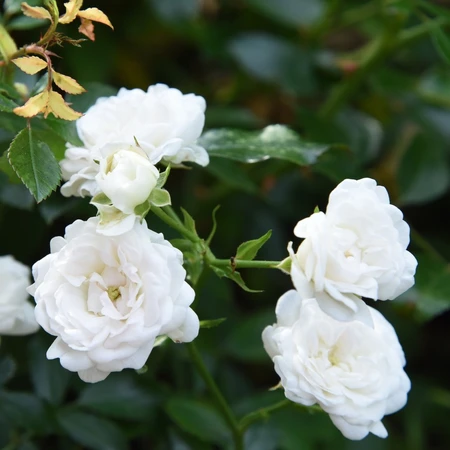 Rosa 'The Fairy' 4.5L