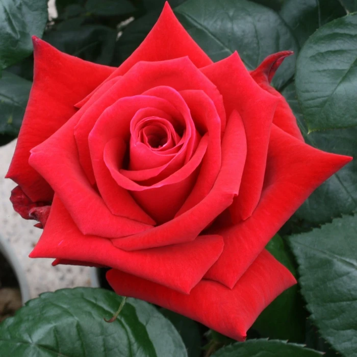Rosa 'Thinking Of You' 4.5L