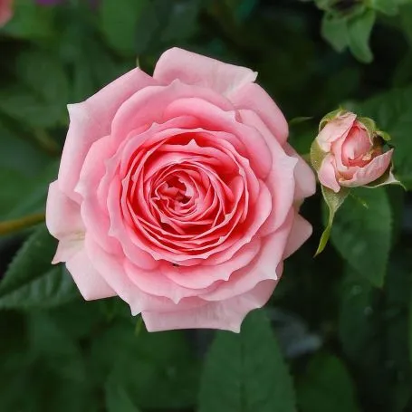 Rosa 'Tickled Pink' 5L