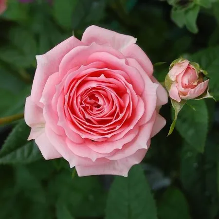 Rosa 'Tickled Pink' 5L