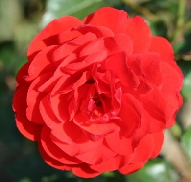 Rosa 'Trumpeter' 4.5L