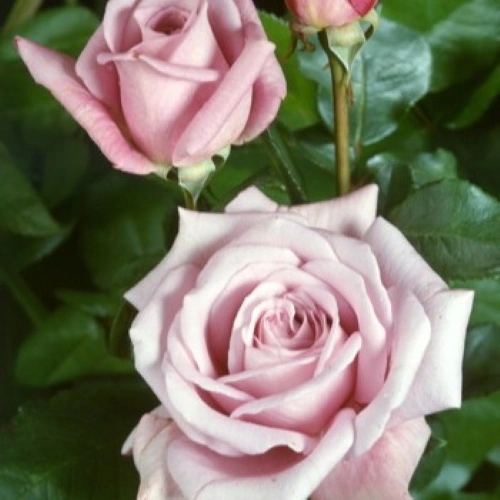Rosa 'Twice in a Blue Moon' 4.5L