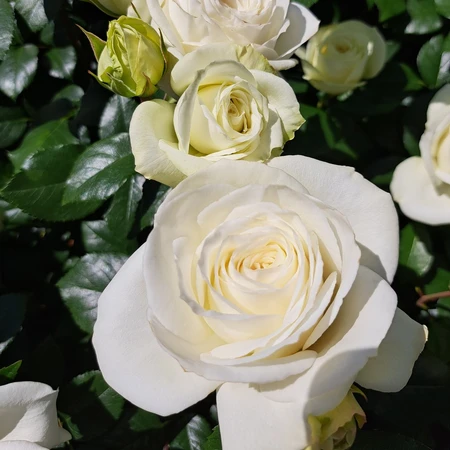 Rosa 'Wedding Bouquet' 4.5L