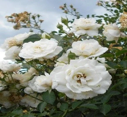 Rosa 'White New Dawn' 4.5L