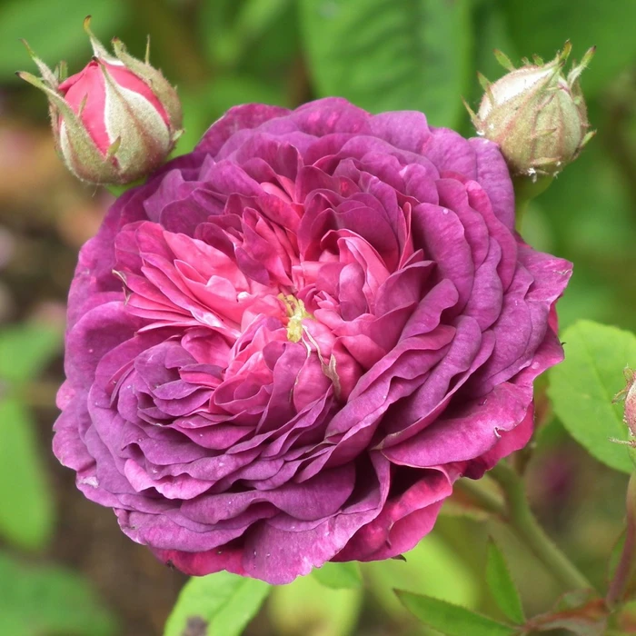 Rosa 'William Lobb' 5L