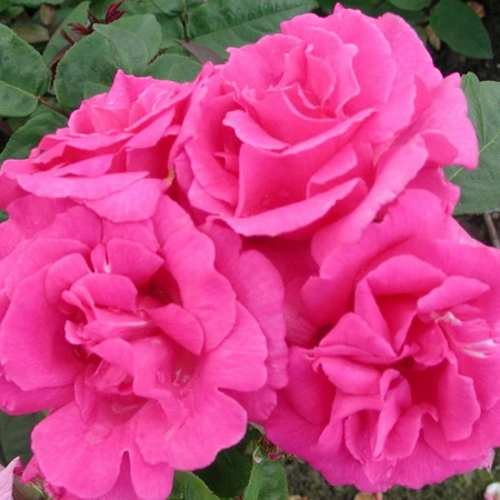 Zephirine Drouhin CLI 5L