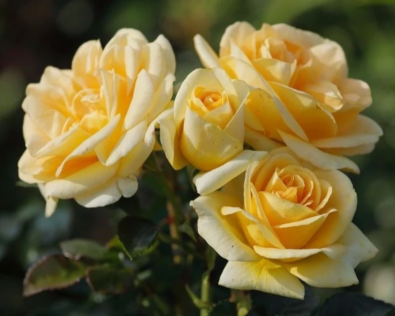 Roses