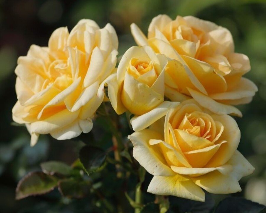 Blue Rim Rd Rose Roses - Blue Diamond