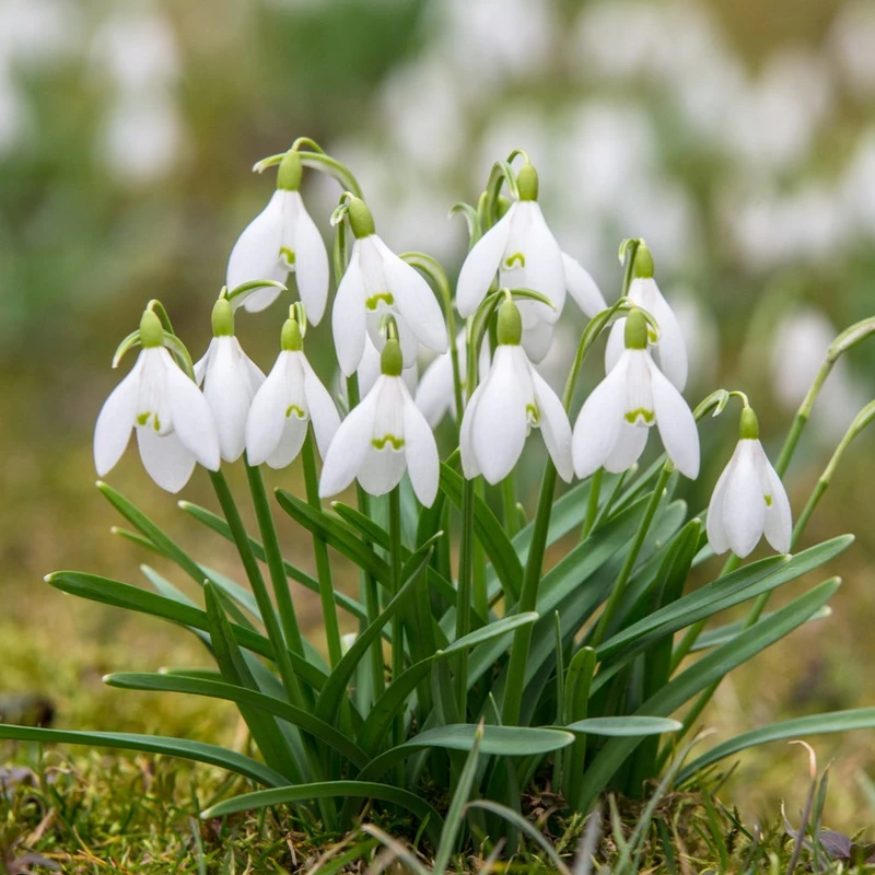 Snowdrop