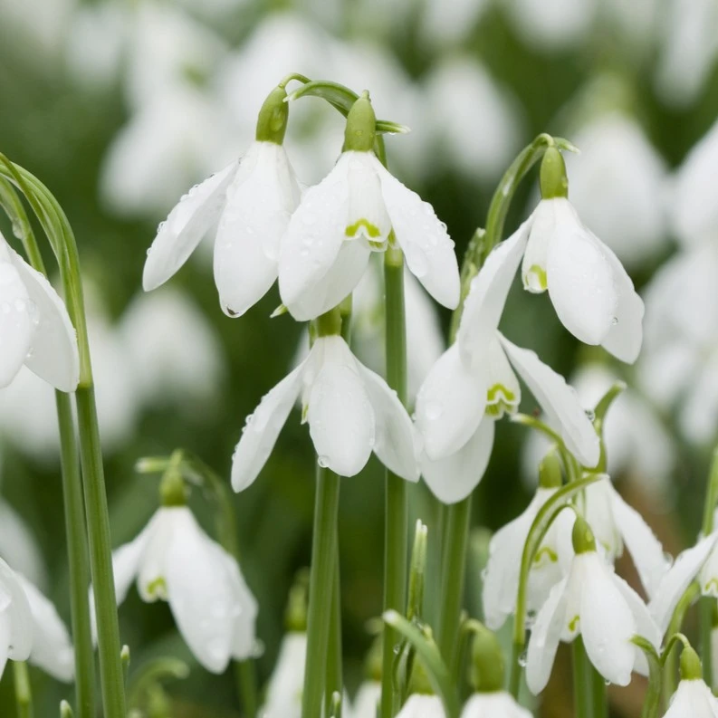 Snowdrops & Bluebells