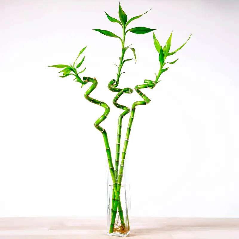 Soil-Free Houseplants