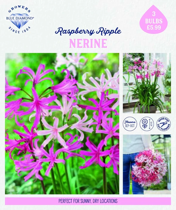 Story Nerine Raspberry Ripple