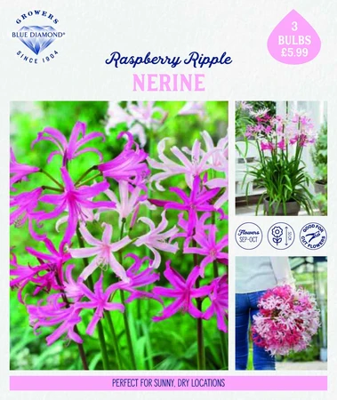 Story Nerine Raspberry Ripple