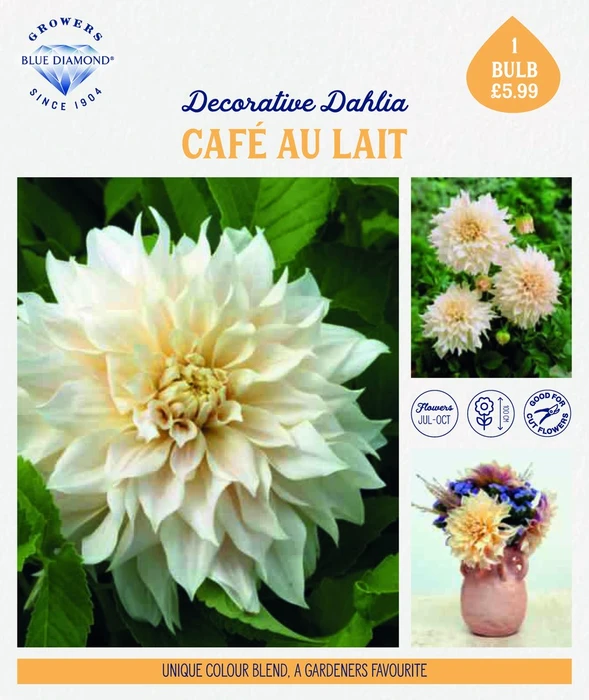 Storytelling Dahlia Cafa Au Lait