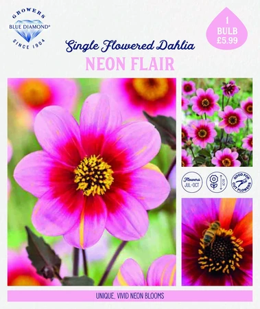 Storytelling Dahlia Neon Flair